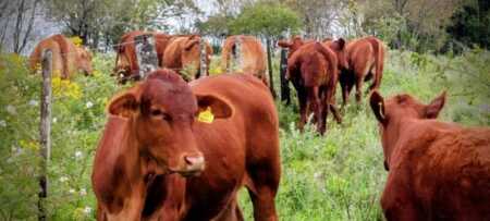 SENASA aprobó un nuevo plan nacional contra la garrapata bovina con controles obligatorios en todo el país SENASA aprobó un nuevo esquema sanitario obligatorio para combatir la garrapata común del bovino y reducir su impacto en la producción ganadera.