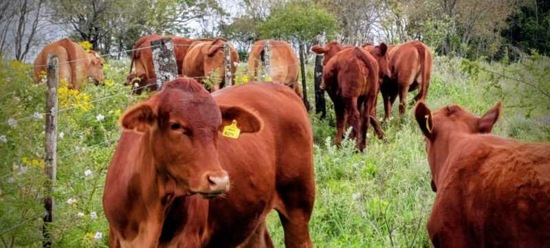 Misiones apuesta a la ganadería del futuro: Brahman colorado y búfalos como protagonistas 4 La genética de avanzada y el manejo reproductivo son claves para el mejoramiento del rodeo bovino en Misiones.