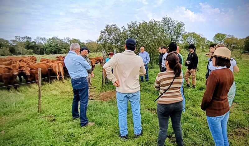 Misiones apuesta a la ganadería del futuro: Brahman colorado y búfalos como protagonistas 13 Diversificación productiva: apicultura, piscicultura y ganadería forman parte de la estrategia de La Soñada.