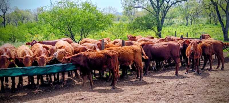 Misiones apuesta a la ganadería del futuro: Brahman colorado y búfalos como protagonistas 3 La genética de avanzada y el manejo reproductivo son claves para el mejoramiento del rodeo bovino en Misiones.