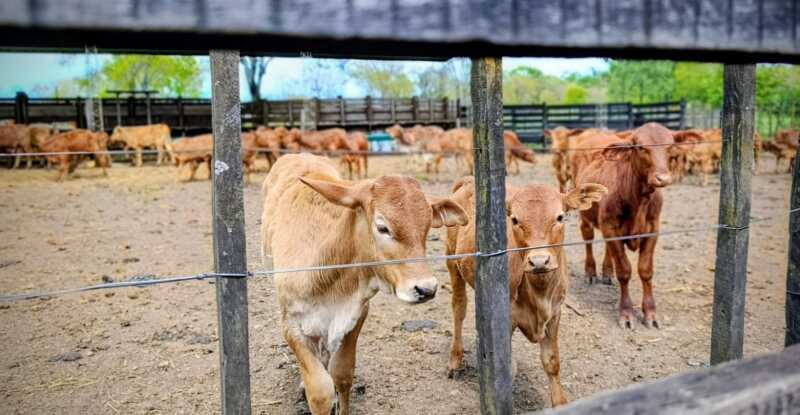 Misiones apuesta a la ganadería del futuro: Brahman colorado y búfalos como protagonistas 9 Se busca consolidar a Misiones como un polo de producción de una ganadería sustentable y consciente con el ambiente.