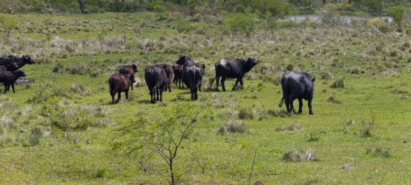 Misiones apuesta a la ganadería del futuro: Brahman colorado y búfalos como protagonistas 12 estancia la sonada19 - 11