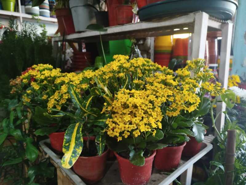 Florerías de Posadas se preparan con gran expectativa para el inicio de la primavera 8 floreria flores posadas primavera 3 - 7