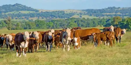 Eldorado en alerta: aumento del abigeato y comisarías saturadas ponen en jaque a la seguridad rural ganado - 3