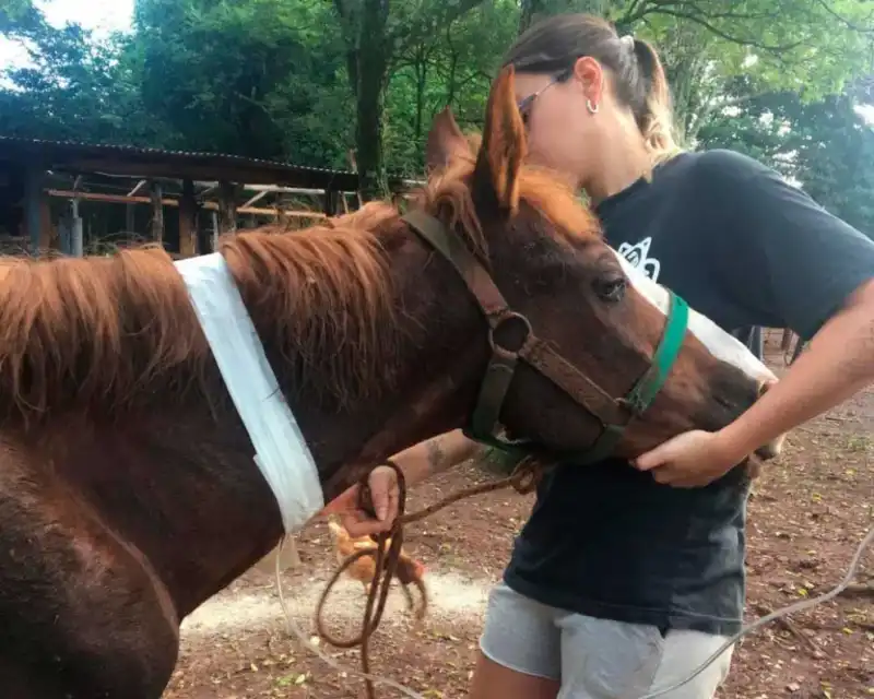 Avanza la creación del primer Juzgado de Protección Animal en Misiones 6 libre relincho - 5