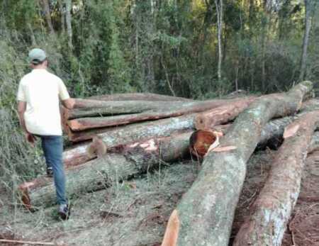 Integrantes del Movimiento Agrario de Misiones recorrieron la zona y constataron la extracción ilegal de madera nativa en Colonia Alberdi.