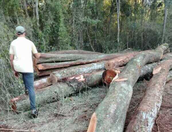 Deforestación en Misiones: el MAM denuncia tala ilegal y quemas en Colonia Alberdi Integrantes del Movimiento Agrario de Misiones recorrieron la zona y constataron la extracción ilegal de madera nativa en Colonia Alberdi.