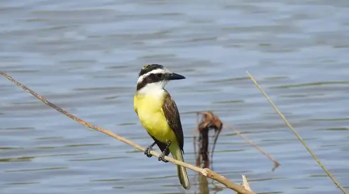 observacion de aves 1 e1756909178121 - 2