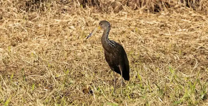 observacion de aves 5 e1756909154144 - 4