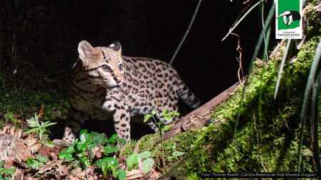 Quien es Huellita, la ocelote más longeva del mundo que vive en Misiones ocelote