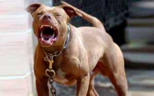 Una mujer en estado crítico tras ser atacada por un pitbull en Goya 1 pitbull
