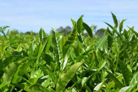 Advierten sobre la amenaza de Kenia al mercado del té argentino en EE.UU. te kenia