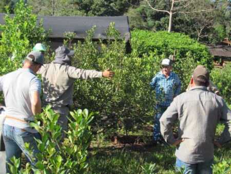 El INYM fijó en $423,99 el costo de producir un kilo de yerba mate yerba mate - política agrarias misiones