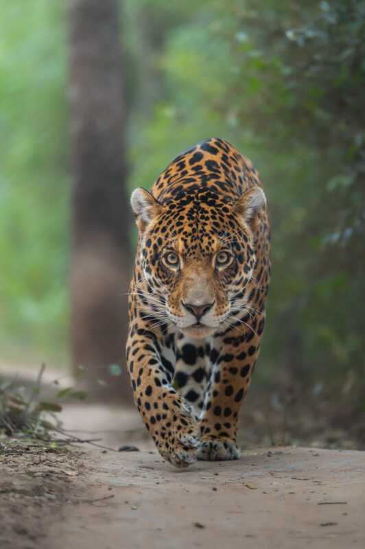 Nació una nueva cría de yaguareté en Iberá y ya son 50 los ejemplares en vida silvestre 4 Rewilding Argentina confirmó el nacimiento de una nueva cría de yaguareté en Iberá. La población silvestre ya alcanza los 50 ejemplares.
