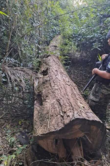 La tala indiscriminada en Gobernador Roca y Colonia Alberdi afecta la agricultura familiar, la biodiversidad y la soberanía alimentaria de Misiones, advierten desde el MAM. 