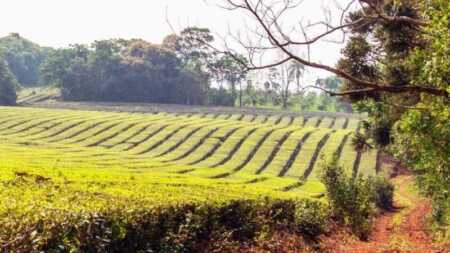 Misiones recibe la primavera con temperaturas elevadas y algunas alertas meteorológicas La primavera se acerca y Misiones experimentará temperaturas elevadas, con máximas de hasta 31 °C, según la Dirección de Alerta Temprana.