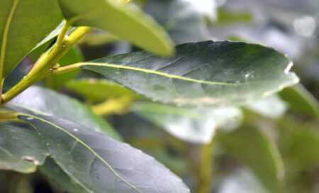 Misiones: cayó más del 10% ingreso de hoja verde mientras las exportaciones marcaron récord La medida apunta a recomponer la cadena de pagos en la yerba mate.