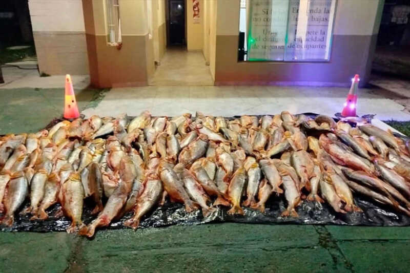 Depredación del Paraná: Detienen camión que llevaba media tonelada de pescado ilegal en Corrientes 15 6 - 1