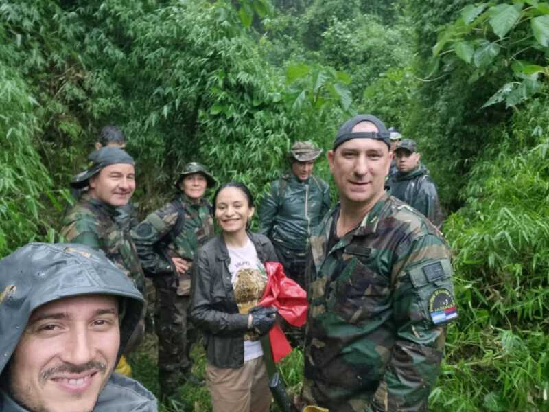 Operativo exitoso: madre yaguareté y sus dos cachorros fueron liberados en la selva misionera