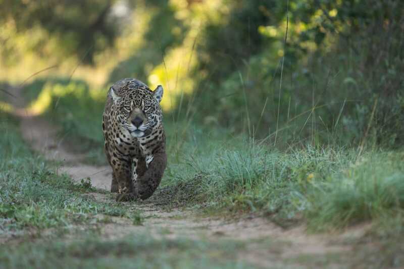 Un fotógrafo correntino y los yaguaretés de Iberá llegan a la final mundial de fotografía 565678425 18410406820186407 8644155696312300986 n - 1