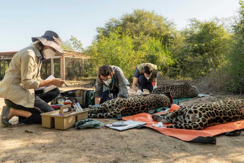 Un fotógrafo correntino y los yaguaretés de Iberá llegan a la final mundial de fotografía 4 De Iberá al mundo: yaguaretés y un fotógrafo correntino finalistas en Londres