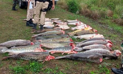 Depredación del Paraná: Detienen camión que llevaba media tonelada de pescado ilegal en Corrientes 5 Denuncian depredacion de fauna icticola en Corrientes - 4