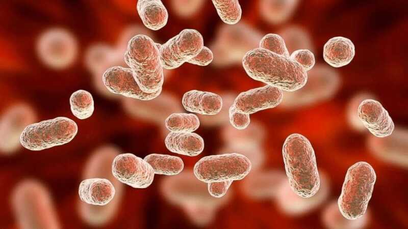 Salud intestinal y mental: por qué el bienestar comienza en el intestino 6 G0QPG2PW4AAdo1 - 5