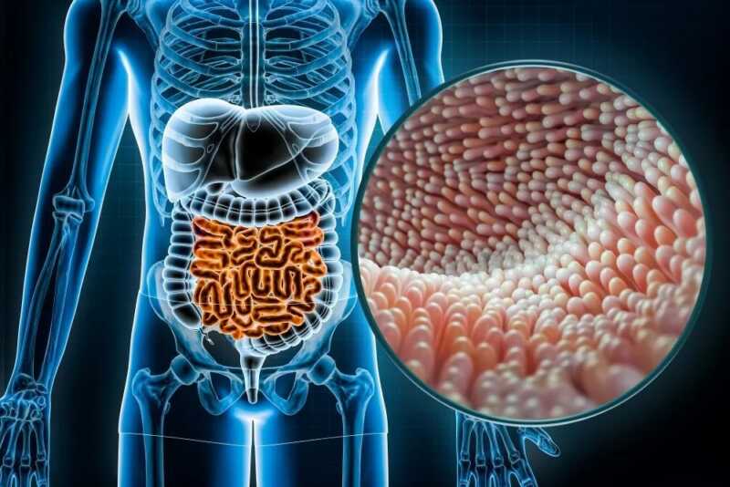 Salud intestinal y mental: por qué el bienestar comienza en el intestino 8 Gy FuhXkAAX69Z - 7