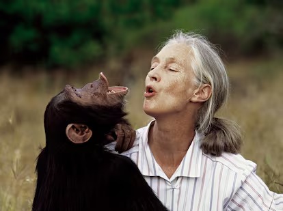 Murió Jane Goodall, histórica primatóloga y guardaparque honoraria del Parque Iguazú 3 jane goodall