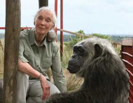 Murió Jane Goodall, histórica primatóloga y guardaparque honoraria del Parque Iguazú jane goodall