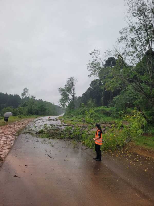 Temporal en Misiones: una escuela rural dañada y árboles caídos sobre rutas provinciales 2 Temporal