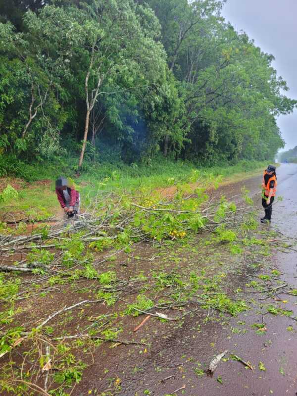 Temporal en Misiones: una escuela rural dañada y árboles caídos sobre rutas provinciales 3 Temporal