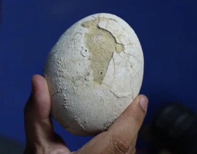Paleontólogos del CONICET encontraron un huevo de dinosaurio carnívoro casi intacto en Río Negro 2 WhatsApp Image 2025 10 08 at 08.43.36 - 1