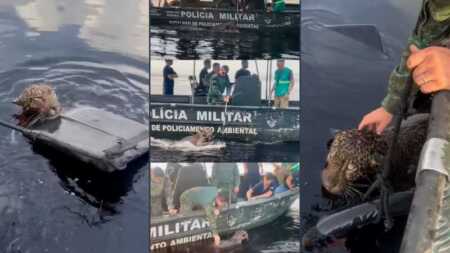 Rescatan en Brasil a un yaguareté gravemente herido en el río Negro yaguareté en Brasil