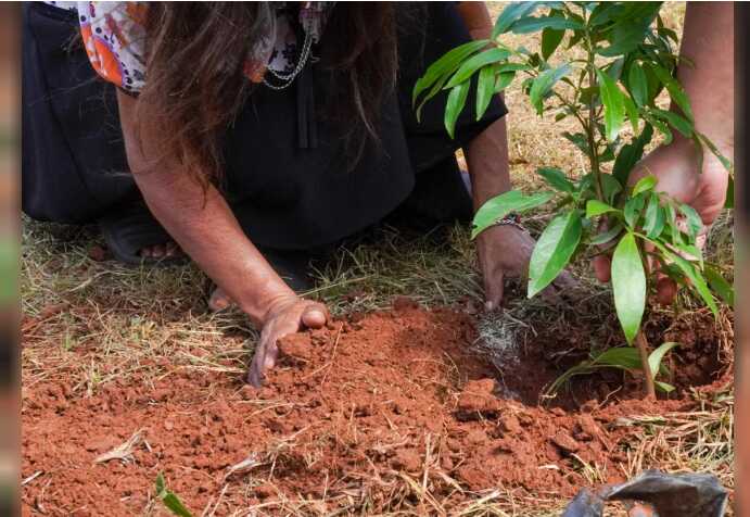 Plantaron 100.000 árboles nativos en Misiones para recuperar el Bosque Atlántico 3 arboles - 2