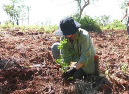 Plantaron 100.000 árboles nativos en Misiones para recuperar el Bosque Atlántico arboles3 1 - 2