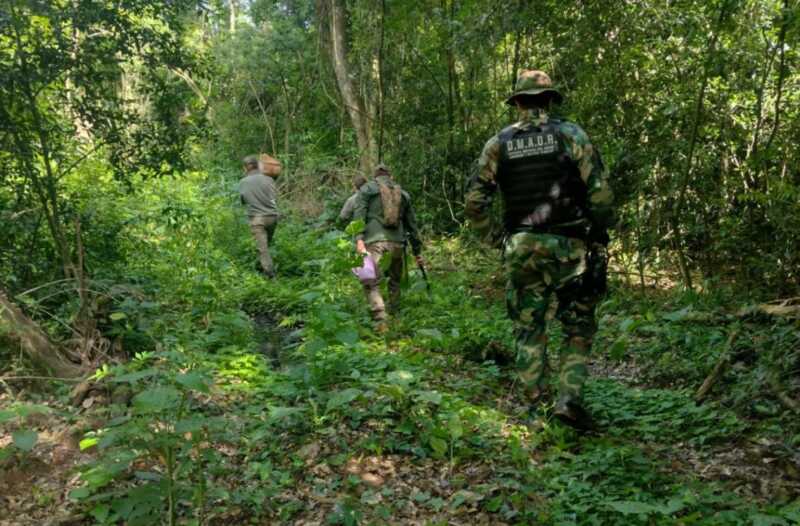 Secuestran madera nativa y detectan tala ilegal en el Parque Piñalito Sur 2 c - 1