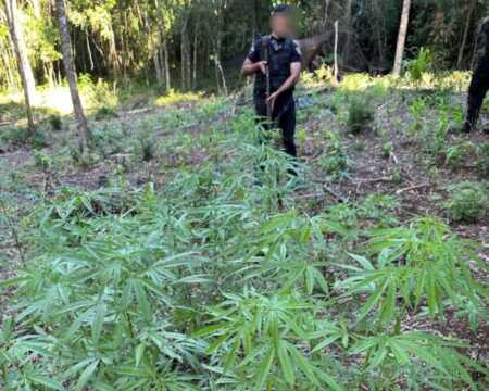 Policía de Misiones desbarató redes de droga en San Pedro, Puerto Rico y El Alcázar, con secuestro de marihuana y cocaína.