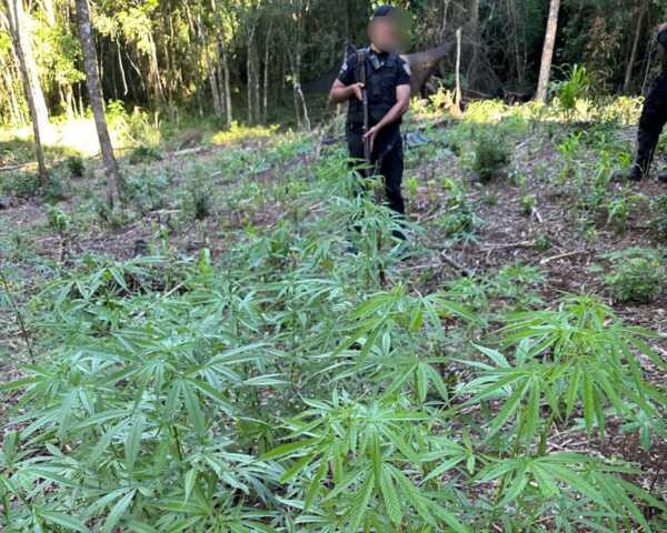 Marihuana, cocaína y cultivos ilegales: así fueron los operativos que sacudieron el norte misionero Policía de Misiones desbarató redes de droga en San Pedro, Puerto Rico y El Alcázar, con secuestro de marihuana y cocaína.