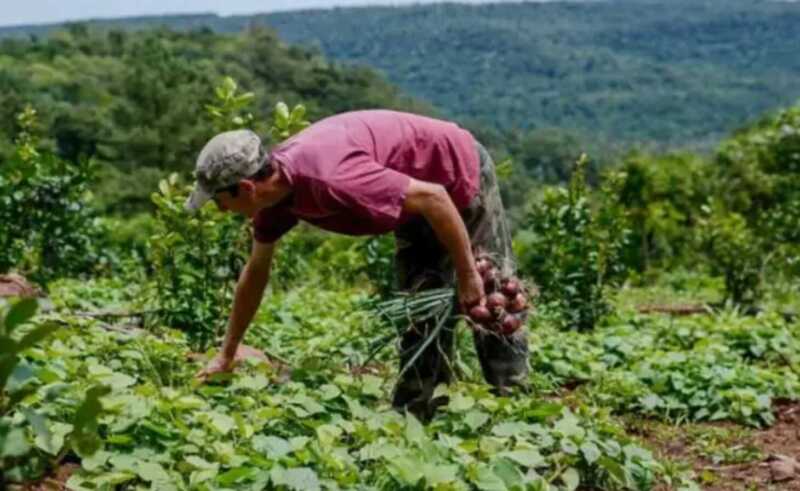 Nación prorrogó el decreto que promueve el trabajo registrado y beneficios para empleados rurales empleo rural 1 - 2