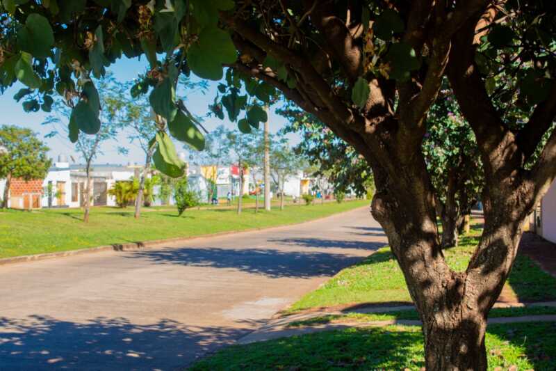 especies arboreas itaembe guazu - 2