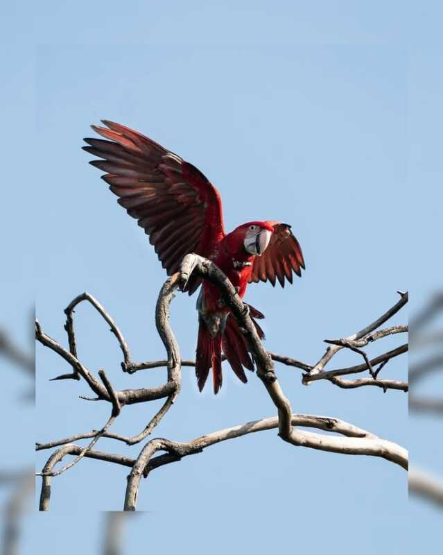Indignación en Corrientes: mataron con una gomera al guacamayo rojo “Charrúa” La Fundación Rewilding Argentina denunció la muerte del guacamayo rojo “Charrúa”, un hecho que conmocionó a Corrientes.