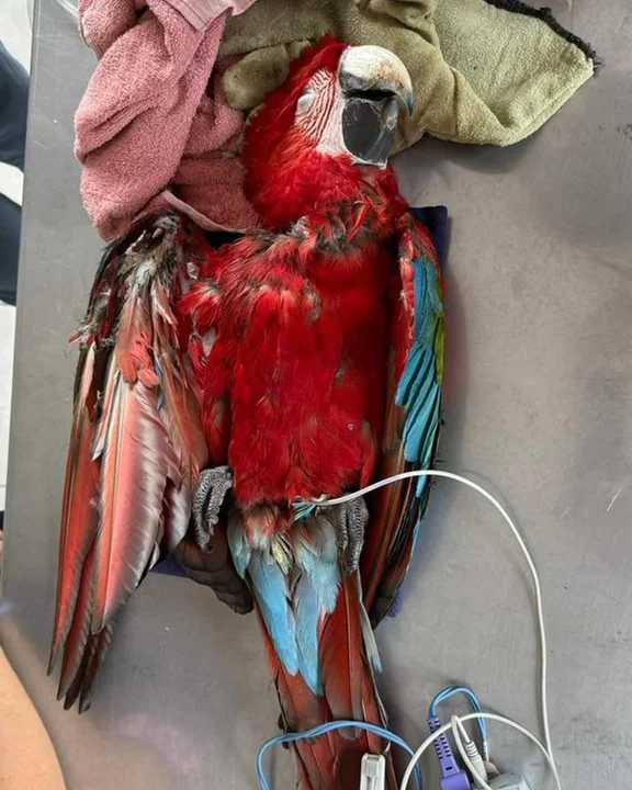 Indignación en Corrientes: mataron con una gomera al guacamayo rojo “Charrúa” 2 “Charrúa”, uno de los tres guacamayos rojos nacidos en libertad en el Iberá, murió tras ser herido con una gomera en Concepción del Yaguareté Corá.