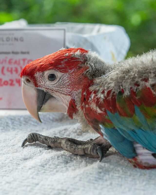 Indignación en Corrientes: mataron con una gomera al guacamayo rojo “Charrúa” 3 El ejemplar formaba parte del Proyecto de Reintroducción del Guacamayo Rojo, impulsado por Rewilding Argentina junto a la provincia y Parques Nacionales.