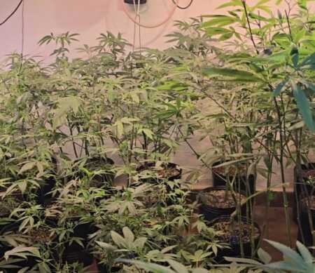 marihuana posadas 1 - 5