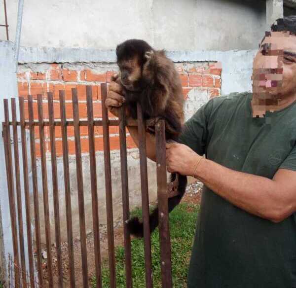 Intervenciones de la Policía de Misiones permitieron preservar la vida de un erizo y de dos monos caí 1 En Bernardo de Irigoyen, personal de la Comisaría local logró rescatar a dos monos caí.
