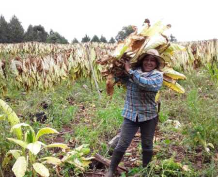 Día de la Mujer Rural: 3.800 chacras en Misiones las administran productoras mujer rural en Misiones