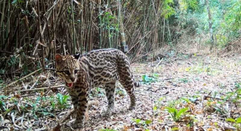 ocelote