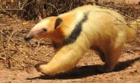Registran en Corrientes el primer oso melero albino de la Argentina oso melero 1 - 1