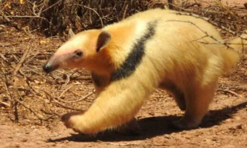 Registran en Corrientes el primer oso melero albino de la Argentina oso melero 1 - 1